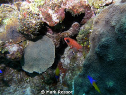 Squirrelfish and fairy Basslet among the coral.  Taken wi... by Mark Reasor 